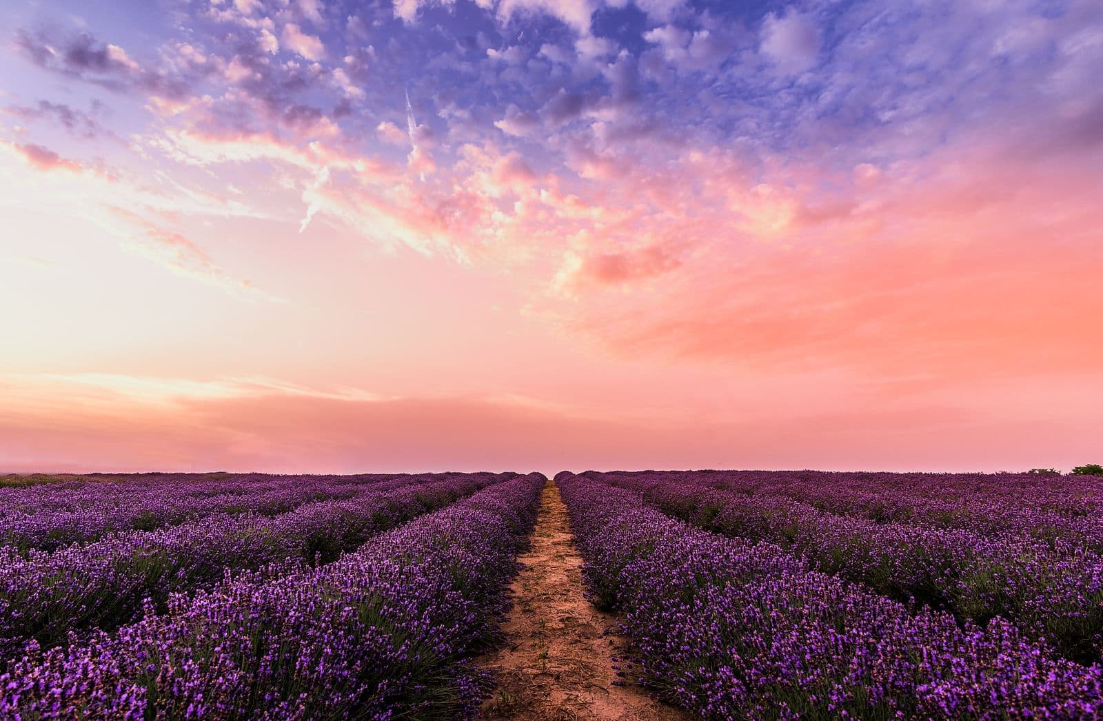 A lavender field under a pink sky.